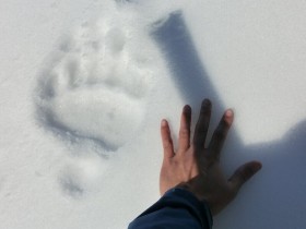 ヒグマの足跡と手