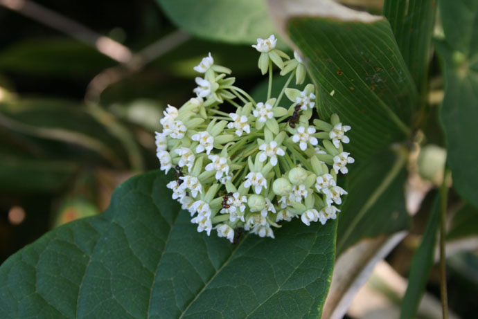 夏の大輪の花 知床自然センター