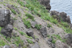 断崖上にハマナス。見つけられるかな？