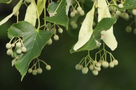 オオバボダイジュの果実
