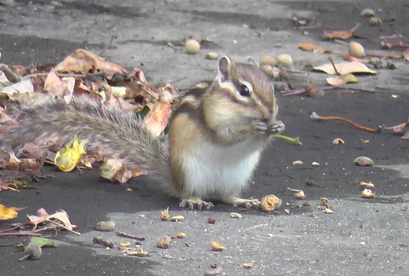 食欲の秋です 知床自然センター