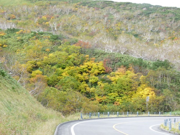 知床峠の紅葉の様子。赤と黄色のコントラストがきれいです。