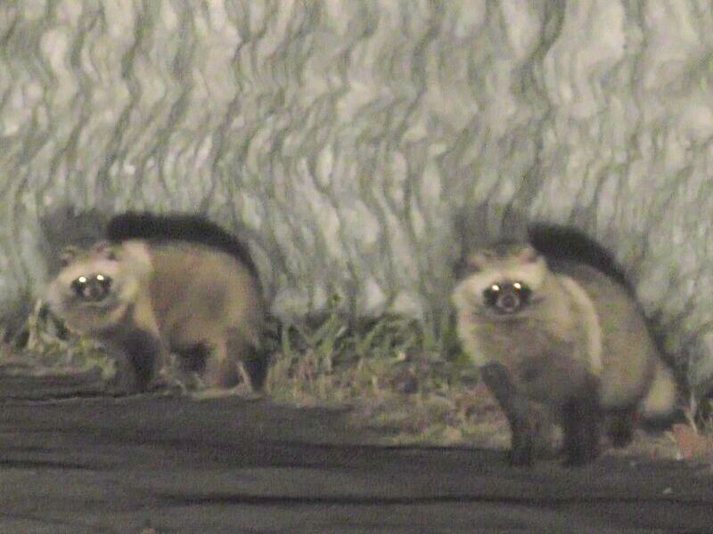 タヌキ注意報 知床自然センター