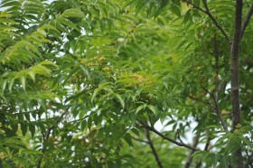 ミカン科キハダ。雌雄異株で、地味な淡い黄色い花を咲かせています。