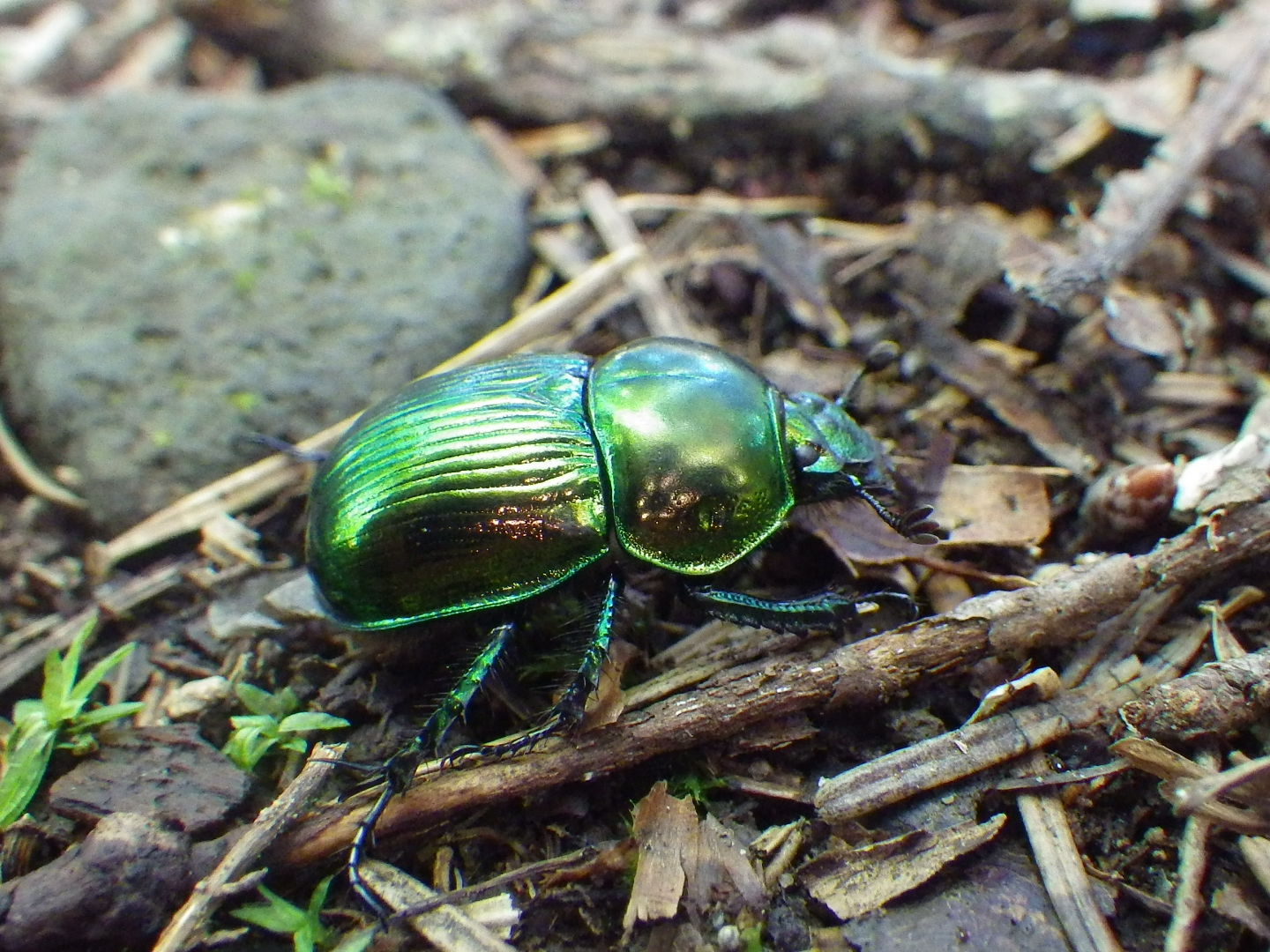きれいだけどきたない？ - 知床自然センター