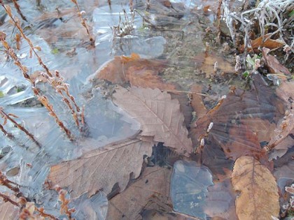 落ち葉と氷のコラボレーション