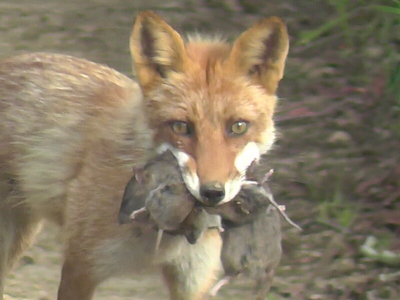 家畜じゃない 知床自然センター