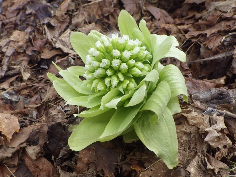 アキタブキの花 知床自然センター