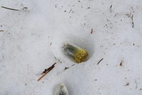 不運にも先日の吹雪で散ってしまったバッコヤナギ