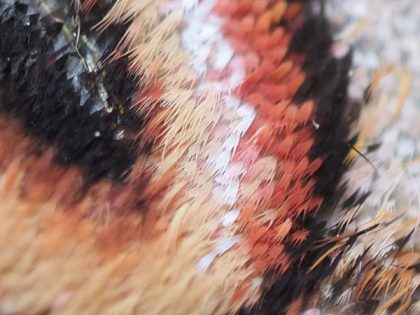 ウロコ状に見えるのは鱗粉といって、体毛が変化したもの。