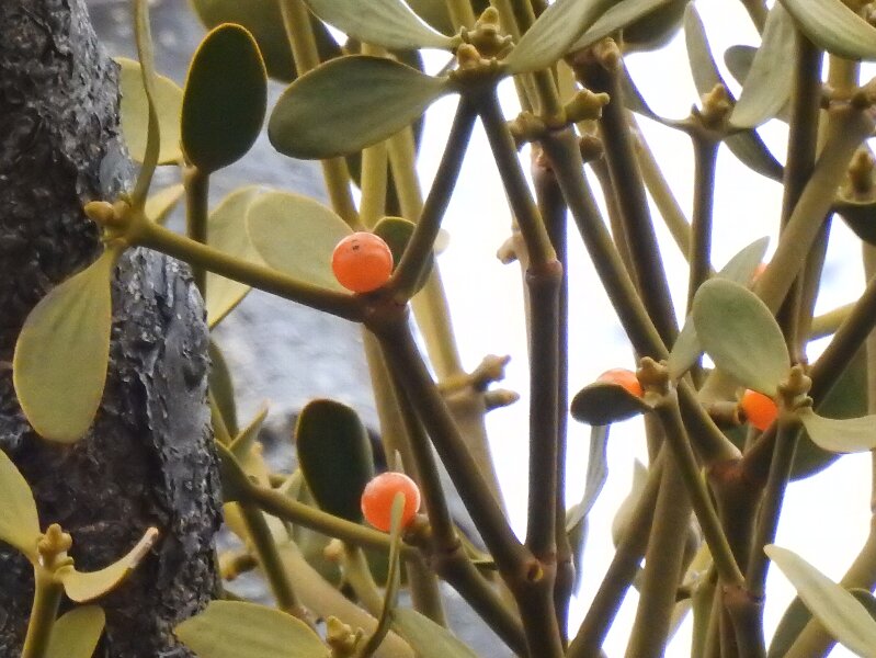 北海道ヤドリギ フライングリース 宿木 合格祈願 縁起物 No.7
