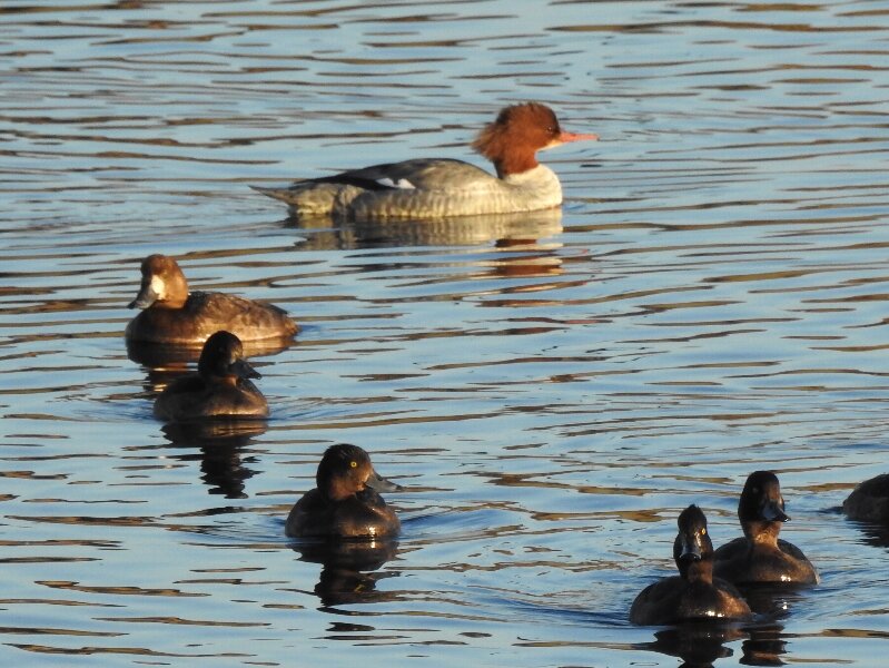 冬の水鳥（写真） 冬の水鳥 - 知床自然センター