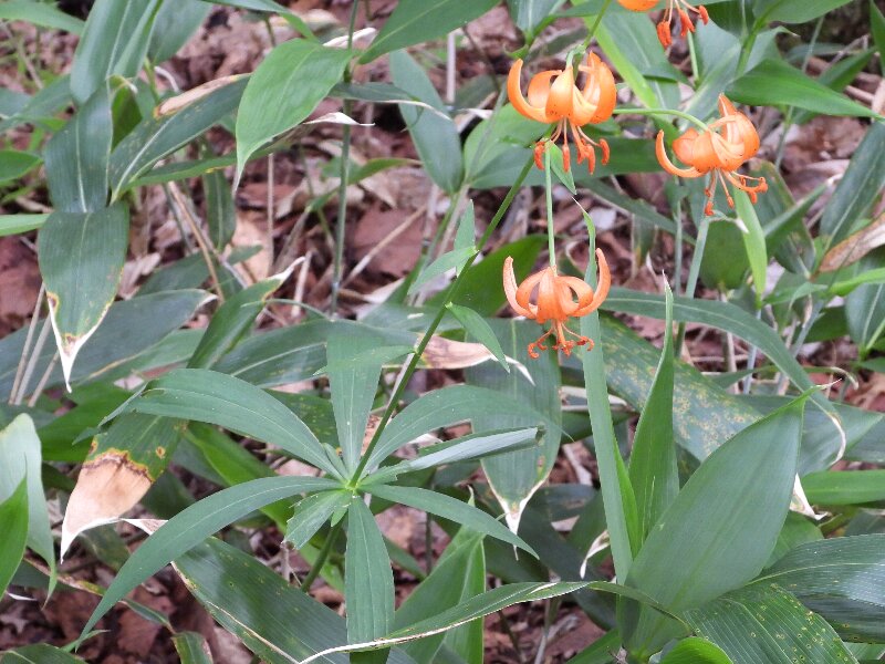 フレペの花の興亡 知床自然センター