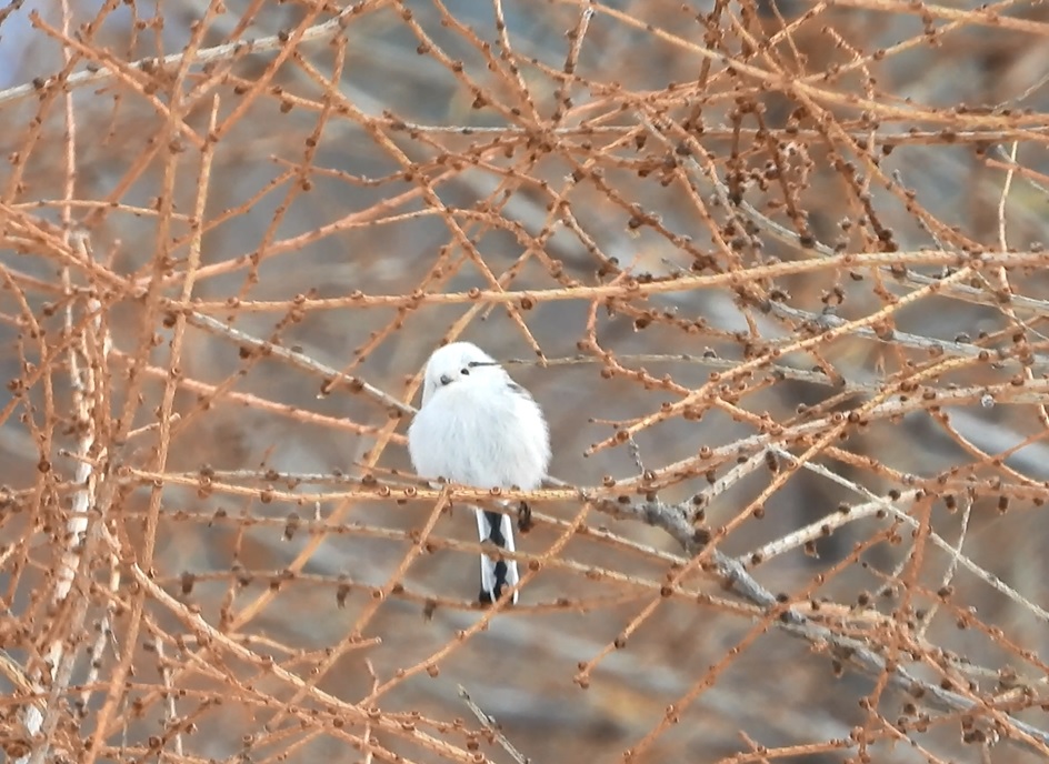 雪の妖精は年中います - 知床自然センター