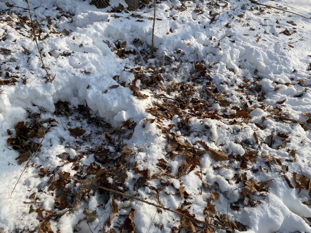 シカが雪をほり落ち葉をかきわけていた場所