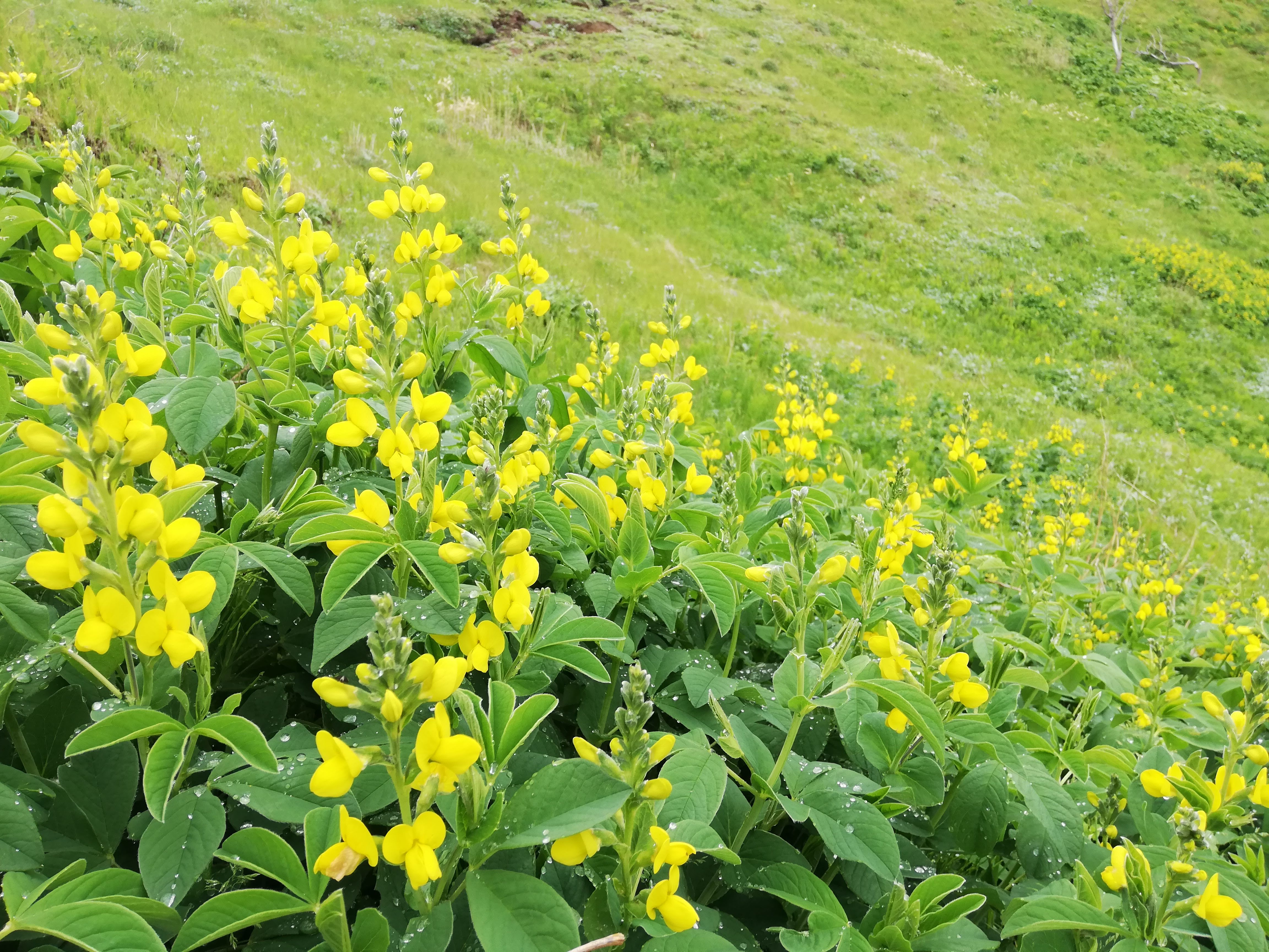 岬のセンダイハギ 知床自然センター
