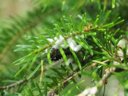コマユバチの仲間に寄生されていた幼虫