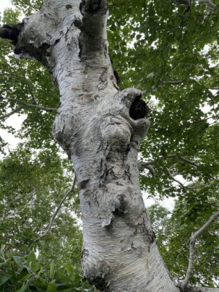 この中に成虫が6匹隠れています